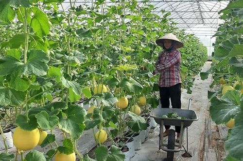 TP.Hồ Chí Minh: Đẩy mạnh phát triển tiềm lực công nghiệp sinh học ngành nông nghiệp