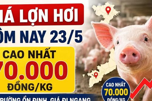 Giá lợn hơi hôm nay 23/5: Ổn định trên cả nước, cao nhất 70.000 đồng/kg