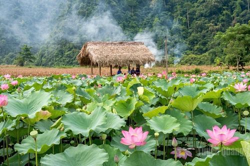 Sen hồng gọi mùa hạ