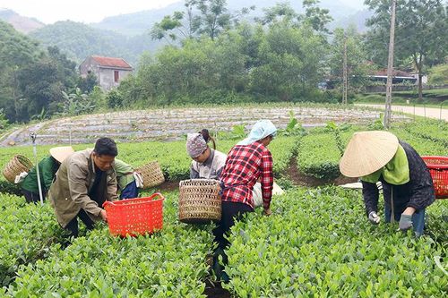 Thảo thơm trà Thái