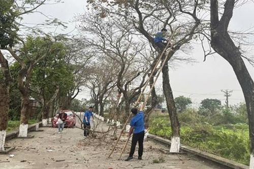 Đảm bảo an toàn cây xanh trước mùa mưa bão