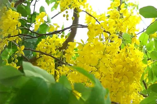 Hoa muồng hoàng yến nở rộ bên đường ven hồ Tây