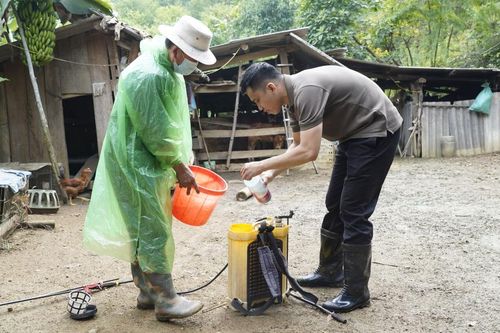 Xuất hiện ổ dịch viêm da nổi cục tại xóm Pàn Kèng, xã Nguyễn Huệ
