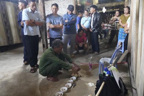 Tục cúng bò giải hạn của người dân tộc Mông trắng Cao Bằng