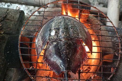 Cảnh giác nguy cơ ngộ độc do nhầm lẫn sam và so biển