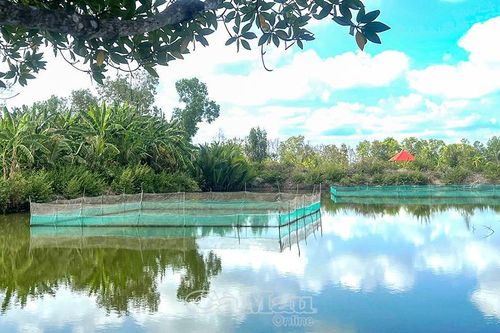 Hướng đi mới ở vùng vuông tôm