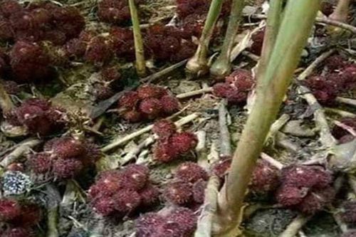 Những loại cây trồng quen thuộc trong nhà dễ trở thành nơi trú ngụ của loài rắn