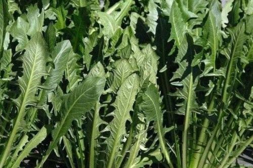 Loại rau 'tốt nhất thế giới', Việt Nam trồng bạt ngàn chỉ 30 ngày cho thu hoạch, thành món đặc sản tốt cho sức khỏe