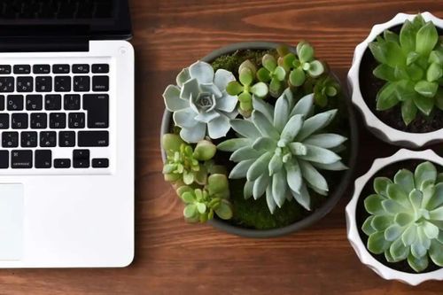 Cách chăm sóc cây sen đá tại văn phòng
