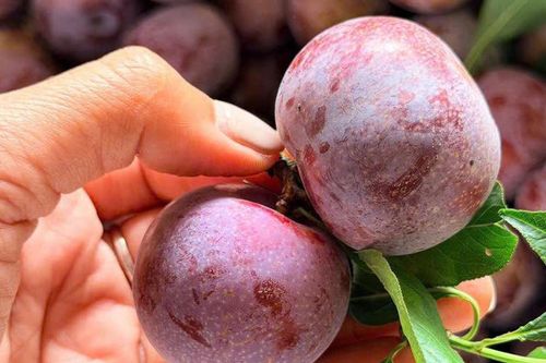 Một loại mận đặc sản vùng Tây Bắc có giá cao gấp 10 lần mận thường, được nhiều người tiêu dùng không ngớt lời khen