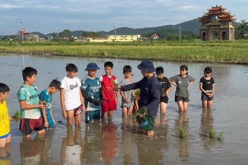 Lớp học cấy lúa cho khối nghỉ hè ở Nghệ An gây sốt