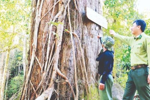 'Báu vật đỏ' giữa đại ngàn xanh