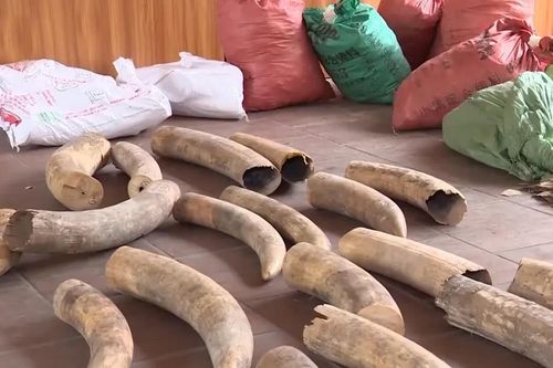 Bóc trần thủ đoạn buôn ngà voi, vảy tê tê: Cắt khúc ngà voi giống khối gỗ để tránh bị phát hiện