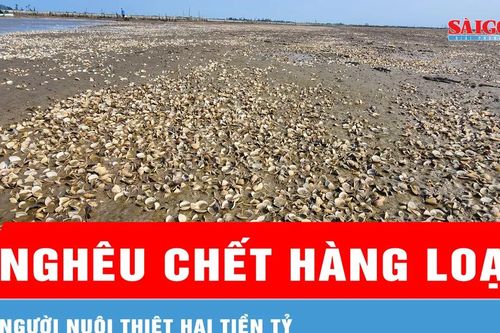 Hà Tĩnh: Nghêu chết hàng loạt, người nuôi thiệt hại tiền tỷ