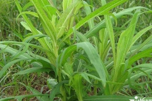 Bồ công anh giúp thanh nhiệt, hỗ trợ mát gan và tiêu hóa