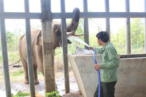 Tận thấy 'bác sĩ' chữa bệnh cho voi