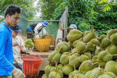 Đắk Lắk sẽ huy động 500 xe bán tải diễu hành tại Lễ hội sầu riêng 2026