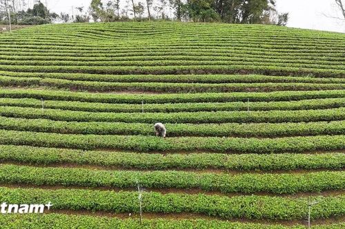 Nâng tầm 'đệ nhất danh trà' trong thời kỳ số hóa