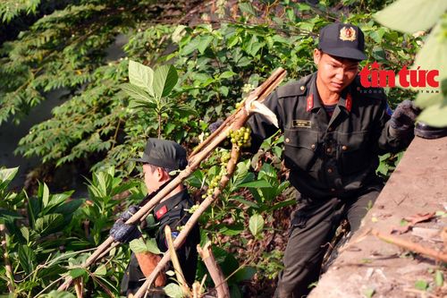 Tuổi trẻ TP Hồ Chí Minh ra quân 'Ngày Chủ nhật xanh'