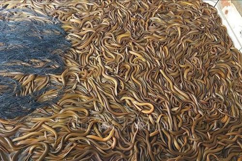 Cà Mau: Dư thừa nguồn cung, ùn ứ hơn 1.000 tấn lươn thương phẩm