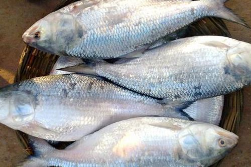 Loài cá 'quý như vàng sống', có tiền cũng khó mua