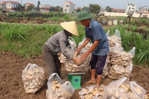 Sản xuất theo đơn đặt hàng - Hướng đi bền vững cho nông sản