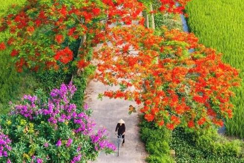 Rực rỡ đường hoa