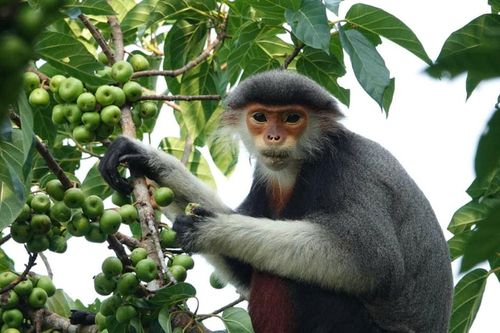 Ngôi nhà lý tưởng của muôn loài