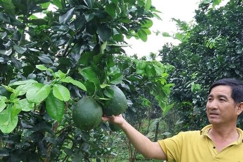 'Hoa trên đá', rồi nở về đâu?