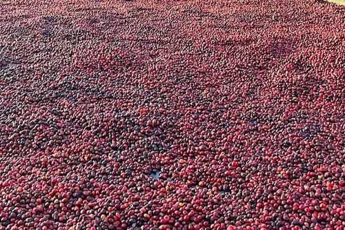 Giá cà phê nội địa tăng mạnh, đạt mốc 88.000 đồng/kg