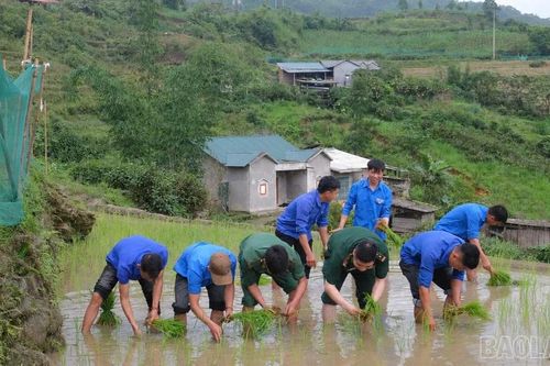 Bộ đội Biên phòng Trịnh Tường chung tay giúp dân cấy lúa