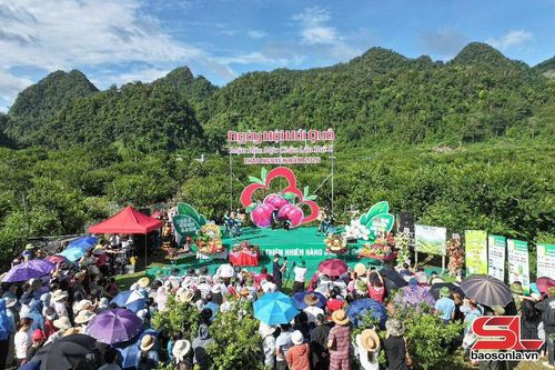 Sôi động ngày hội hái quả trên cao nguyên