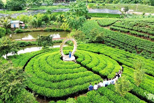 Xây dựng chuỗi giá trị bền vững cho ngành chè Thái Nguyên