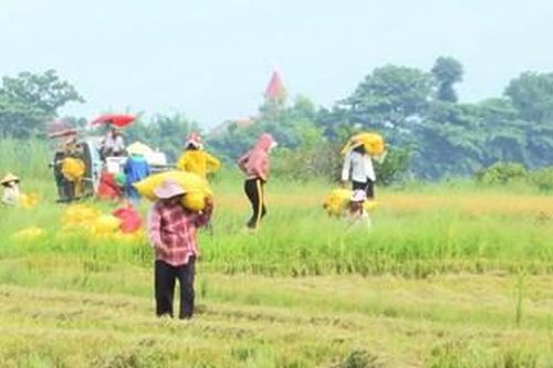 Thương những mùa lúa