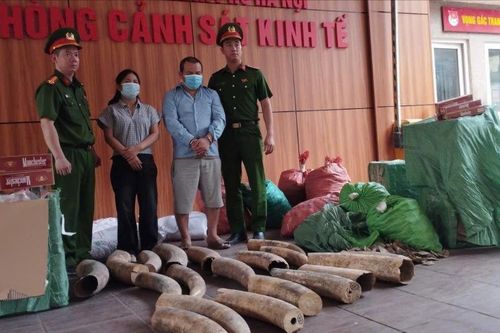 Triệt phá đường dây buôn lậu ngà voi và thuốc lá ngoại