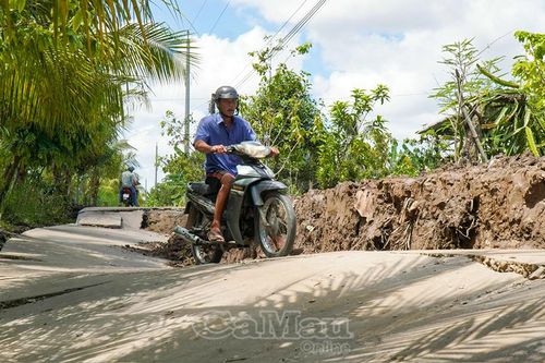 Ấp Đá Bạc A nguy cơ mất vụ hè thu do sụt lún, sạt lở