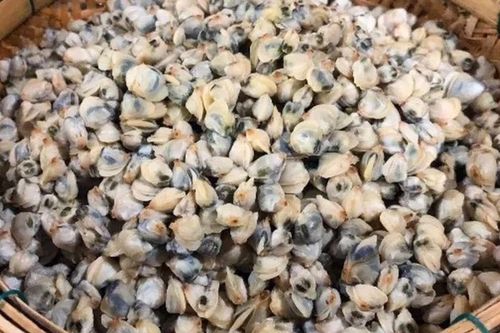 Món nhà nghèo xưa ăn đến chán ngán, nay thành đặc sản nổi tiếng ở thành phố giá 80.000 đ/kg, tốt cho sức khỏe