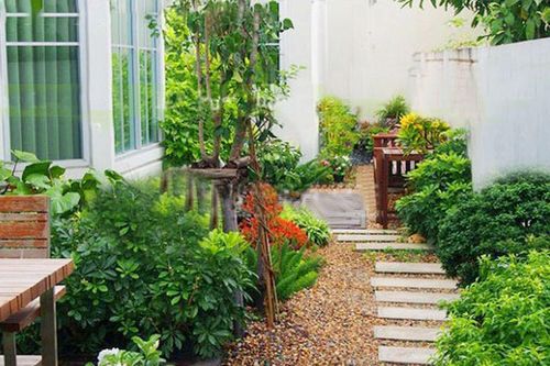 Tưởng càng nhiều cây quanh nhà càng tốt, dân sành cây cảnh báo nên tránh xa 10 loại này
