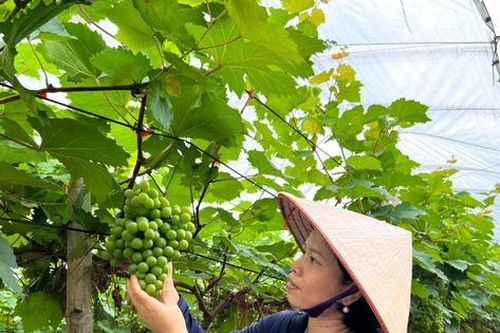 Hà Nội thí điểm nông nghiệp sinh thái, công nghệ cao: Mở hướng đi mới cho kinh tế nông nghiệp đô thị