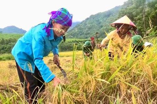 Đồng bào Chứt vùng biên viễn thu hoạch những bông lúa vàng trĩu hạt
