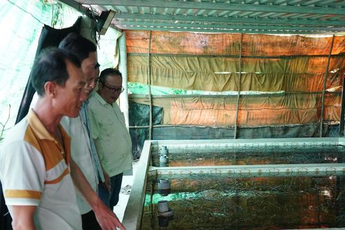 Tháo gỡ đầu ra cho hơn 1.000 tấn lươn tại Cà Mau