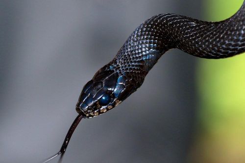 5 vị trí trong nhà dễ bị rắn 'ghé thăm' nhất: Hãy kiểm tra ngay thời điểm nắng nóng này