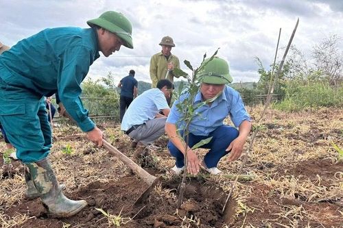 Tìa Dình phát động phong trào trồng, chăm sóc cây cà-phê, mắc-ca