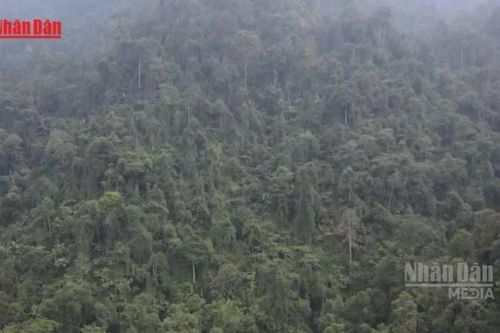 [Video] Việt Nam sắp có hành lang pháp lý riêng cho giao dịch tín chỉ carbon rừng