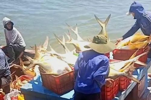 Hà Tĩnh: Ngư dân trúng đậm mẻ cá vàng dâng, thu 300 triệu đồng