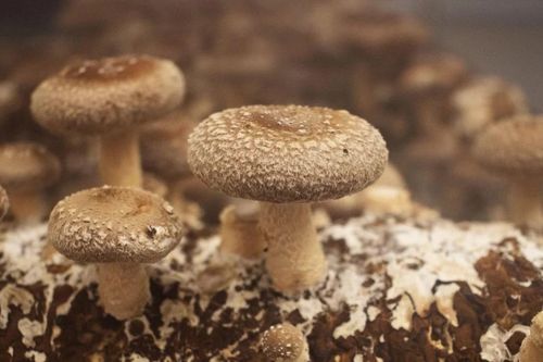 Bí mật của loại nấm từng dành cho quý tộc Trung Hoa, Việt Nam cực nhiều