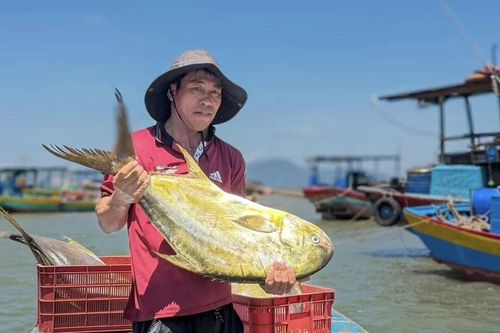 Tàu cá ngư dân ở Hà Tĩnh trúng đậm mẻ cá vàng dương