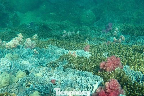 Kiệt tác 'rừng hoa' san hô dưới biển Cù Lao Chàm