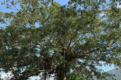 Những 'báu vật xanh' trăm tuổi mở hướng du lịch sinh thái ở vùng biên Quảng Ninh