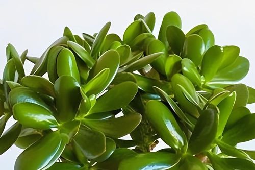 Top 5 cây phong thủy để bàn làm việc được dân văn phòng yêu thích